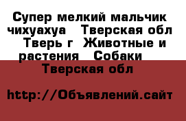 Супер-мелкий мальчик чихуахуа - Тверская обл., Тверь г. Животные и растения » Собаки   . Тверская обл.